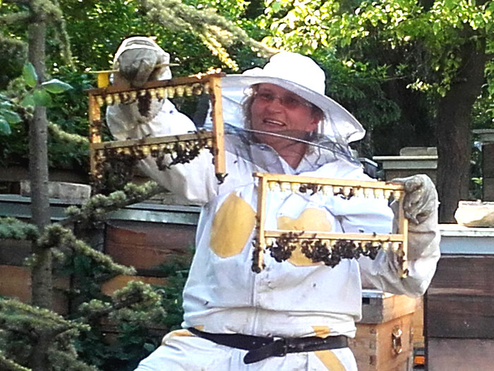 Die Bienenwabe Österreich beste Bienenvölker