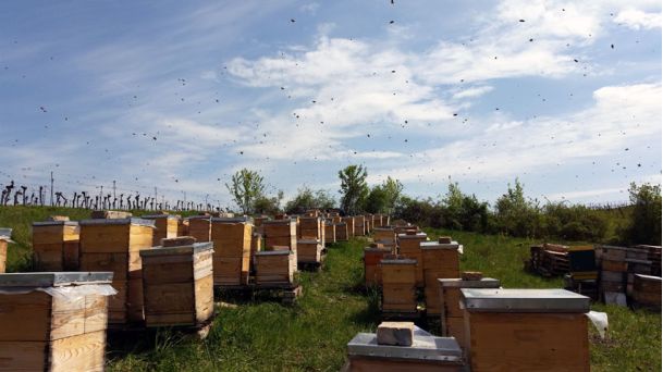 Unsere-fleißiges-Bienchen-bei-der-Arbeit
