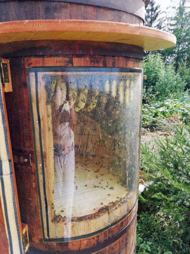 Bienenstock-mit-Sichtfenster-im-Weinfass