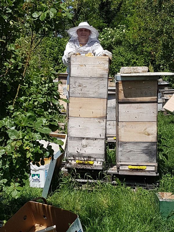 Bienenvölker aus Österreich für Wien und Niederösterreich